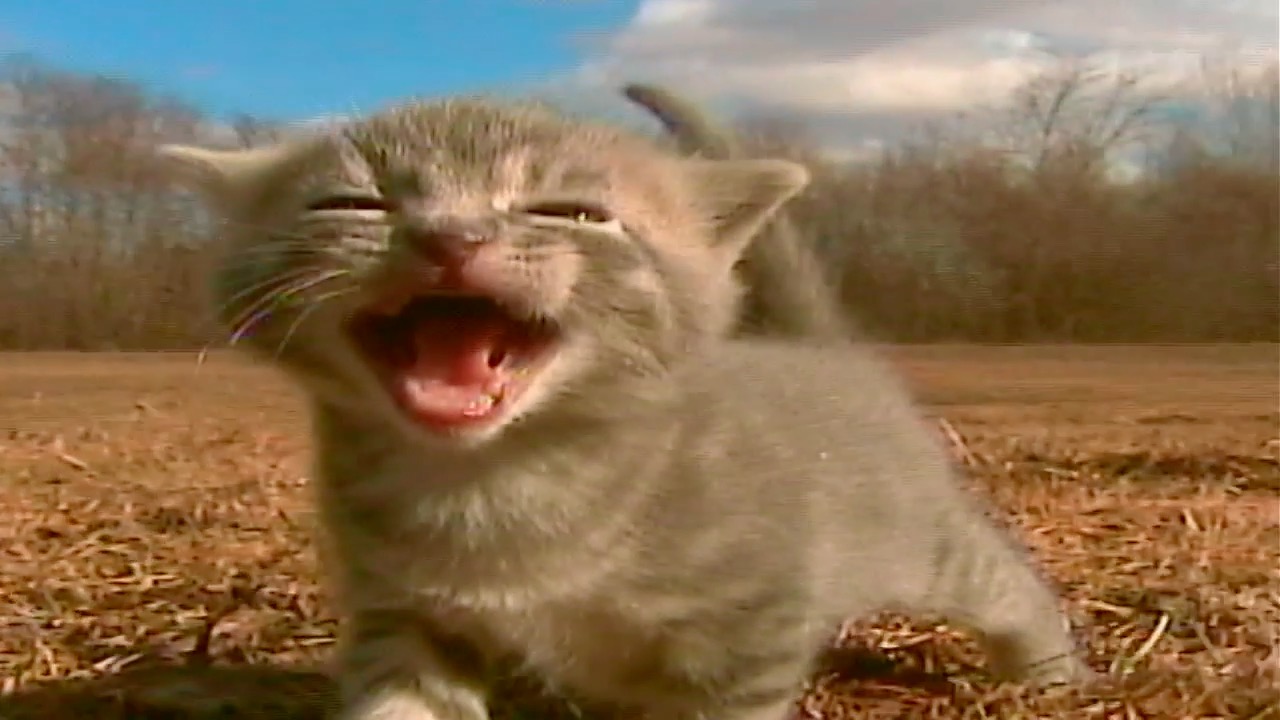 Latest video thumbnail