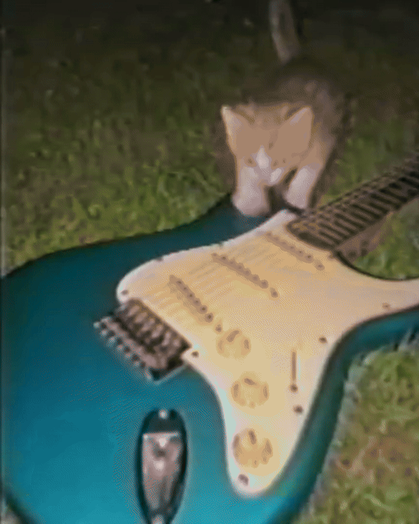Cat Strat