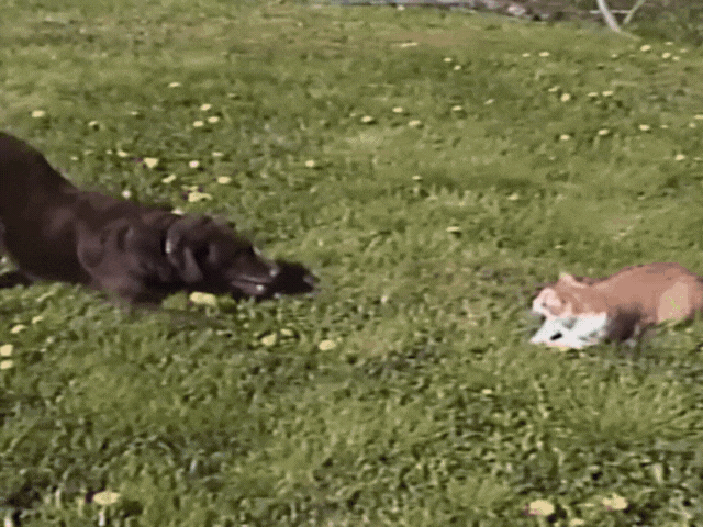 Sony Handycam feature gif