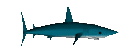 shark